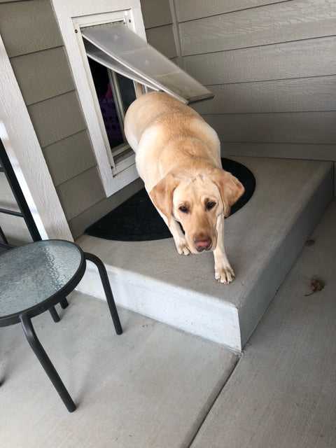 Endura Flap Dog Doors for Walls (Ships from Canada)