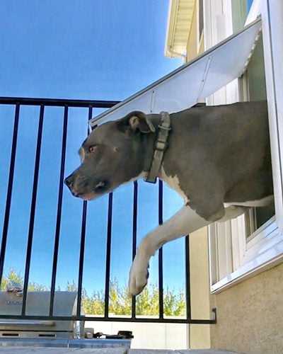 Pet Door Products - "In The Glass"