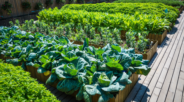 Start Planning your Terrace Garden Today