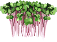Microgreens