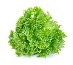 Lettuce Grand Rapids Seeds