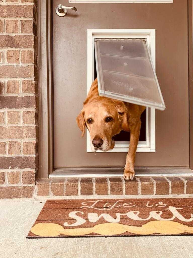 Endura Flap E2 Single Flap Pet Door for Thin Doors