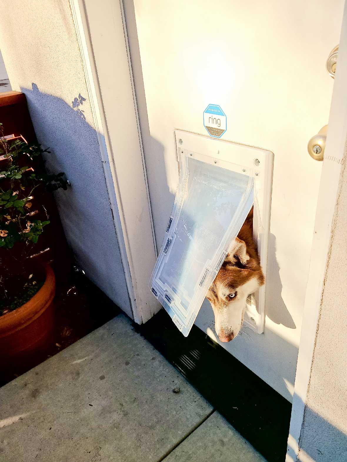 Dragon Pet Door for Doors