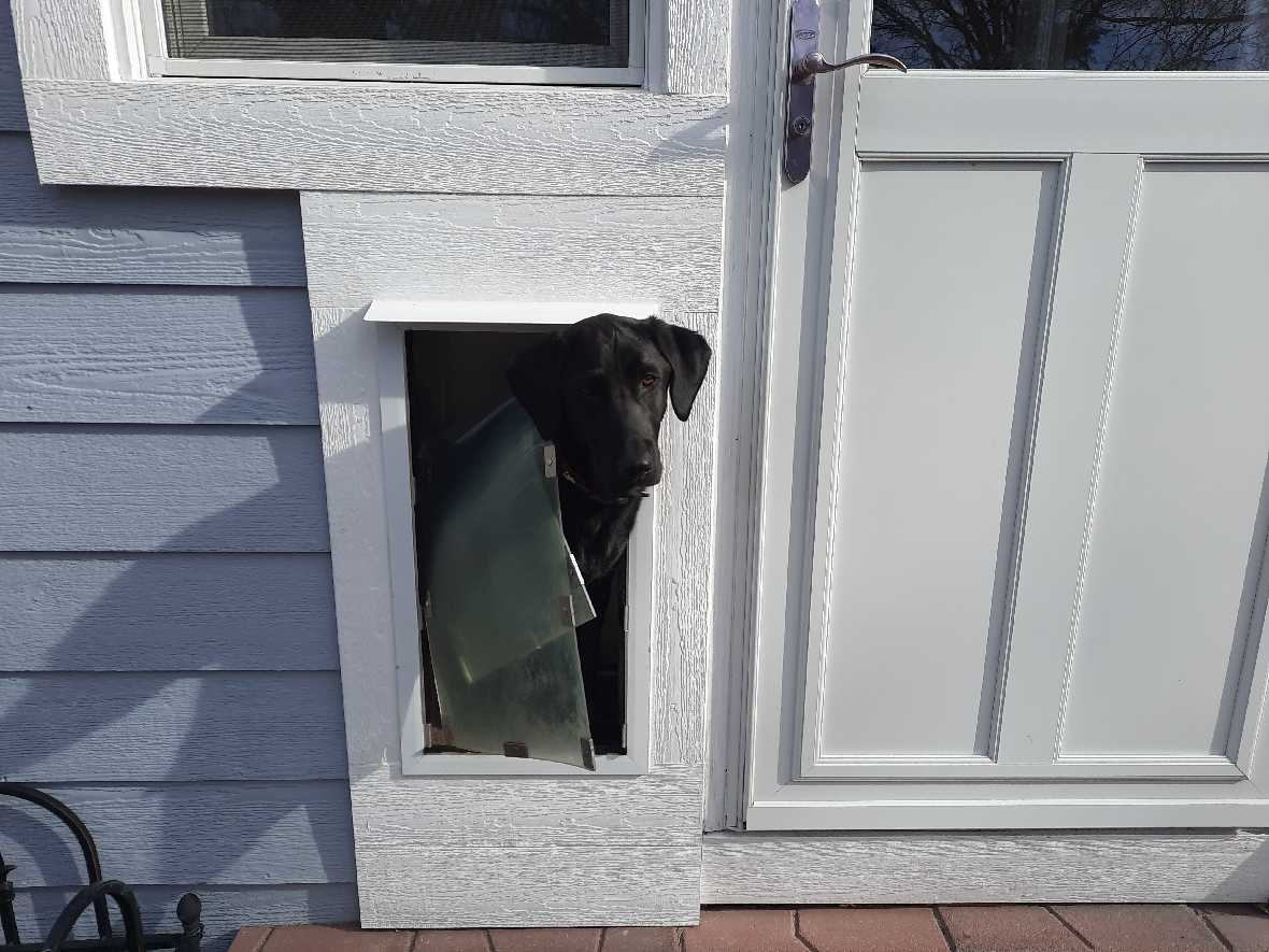 Hale Rain Cap - Pet Door Awning for Doors or Walls