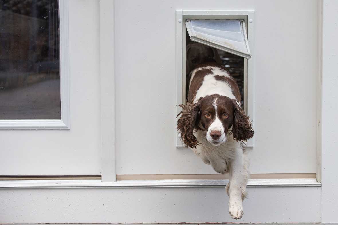 Endura Flap Dog Doors for Walls (Ships from Canada)