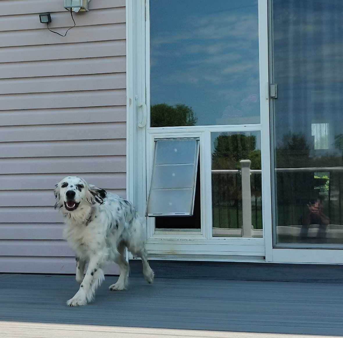 Pet Door Guys - "In The Glass"