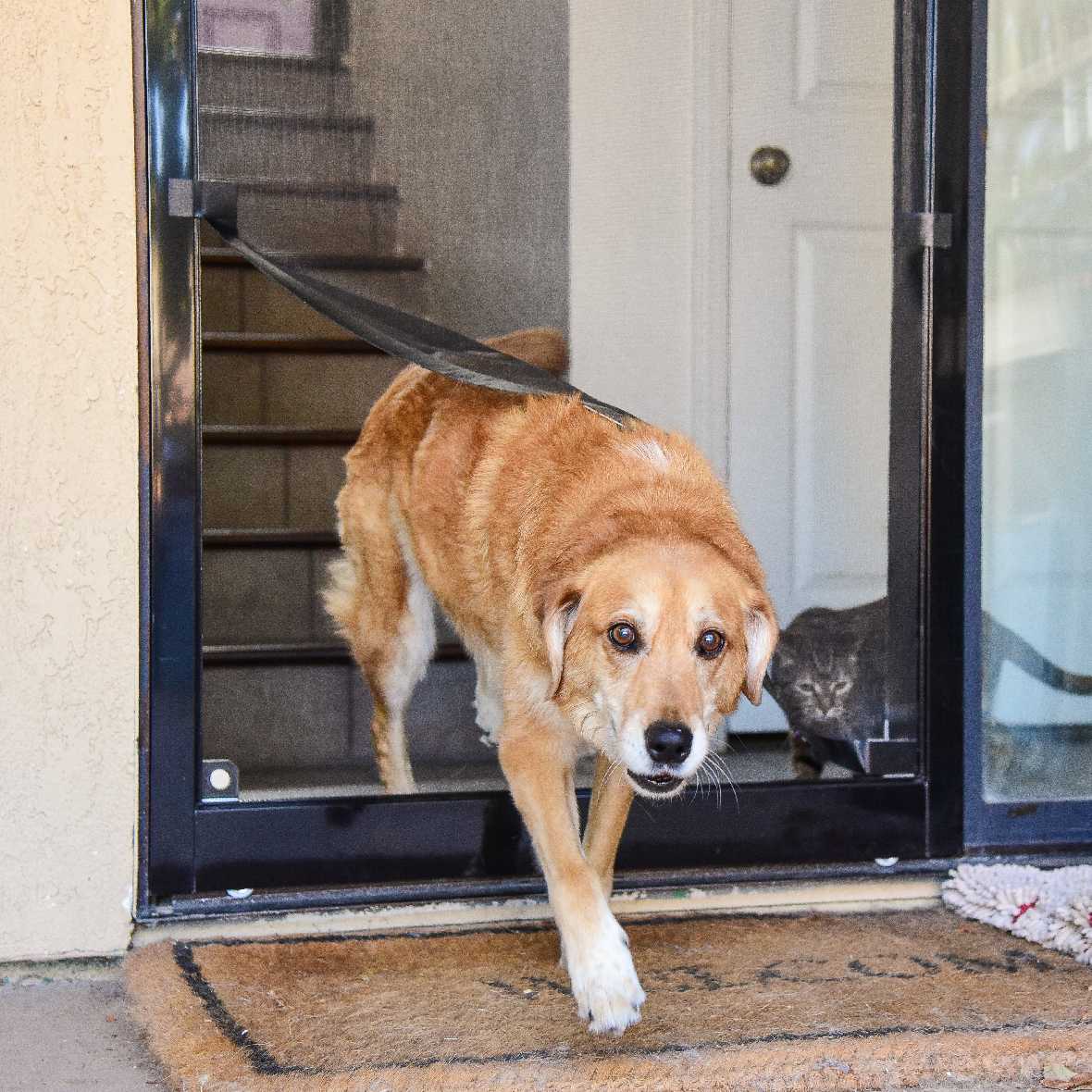 Screen Pet Door Conversion Kit