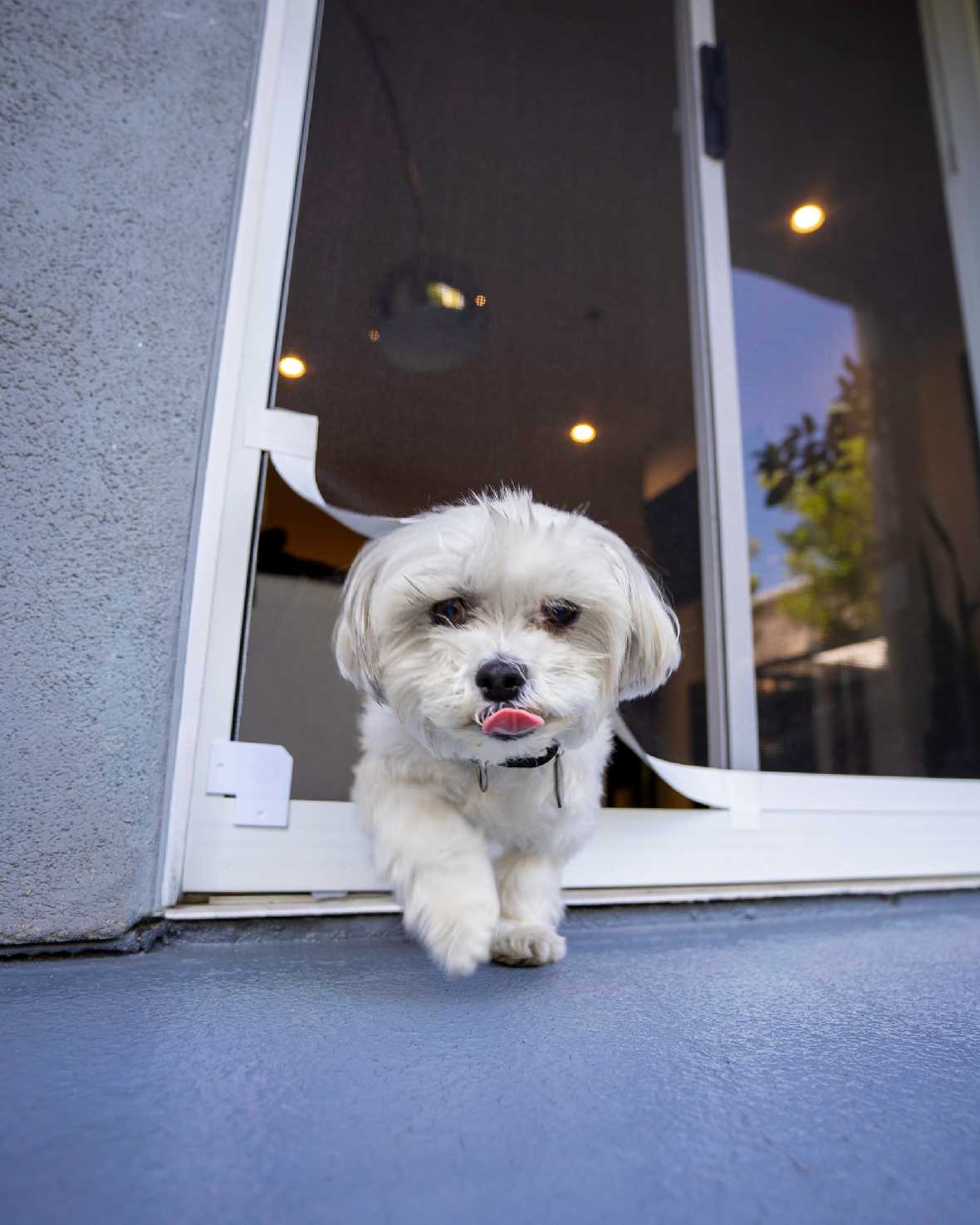 Screen Pet Door Conversion Kit