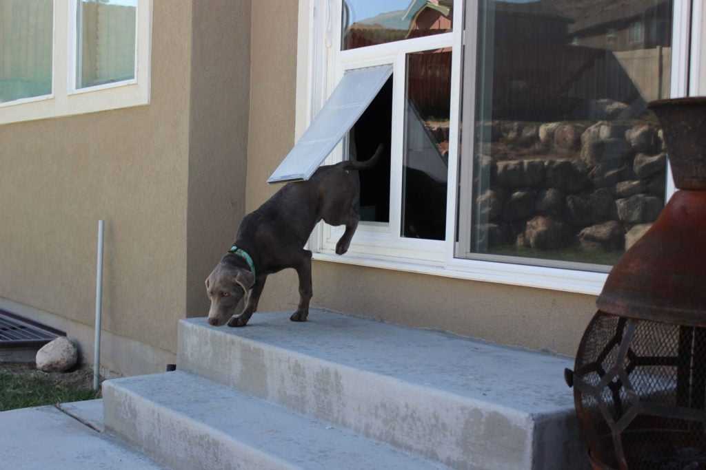 Pet Door Products - "In The Glass"