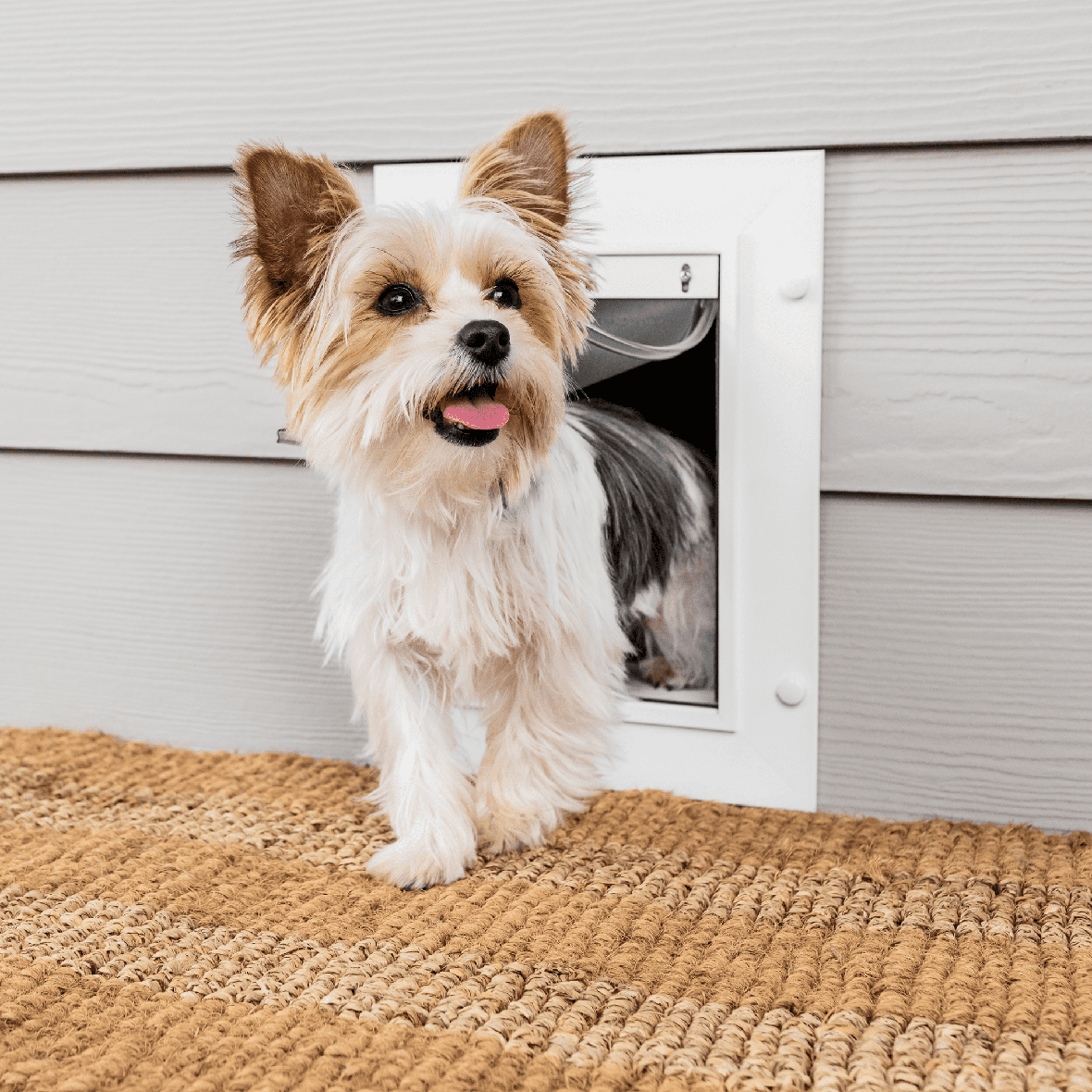 Petsafe Wall Entry Pet Door - Wall Pet Door for Dogs & Cats