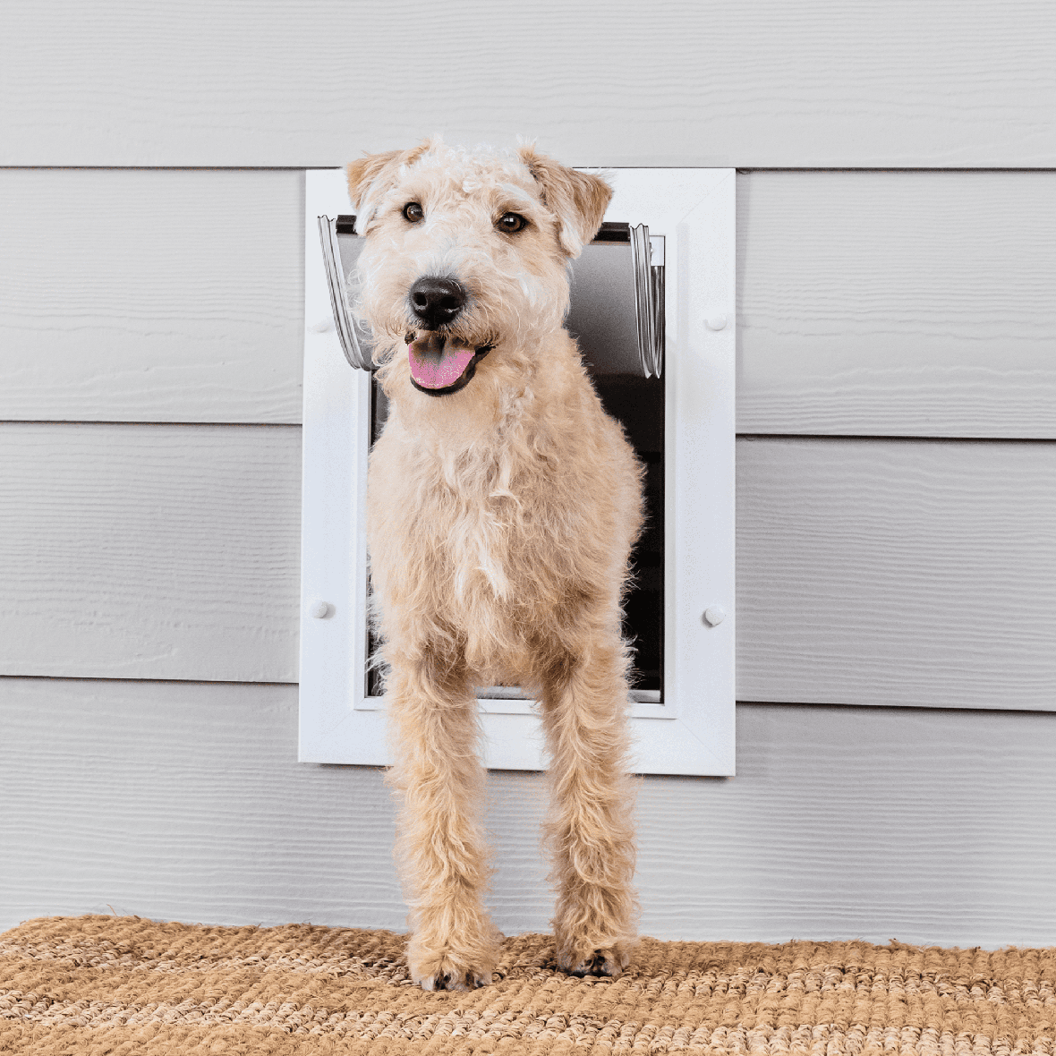 Petsafe Wall Entry Pet Door - Wall Pet Door for Dogs & Cats